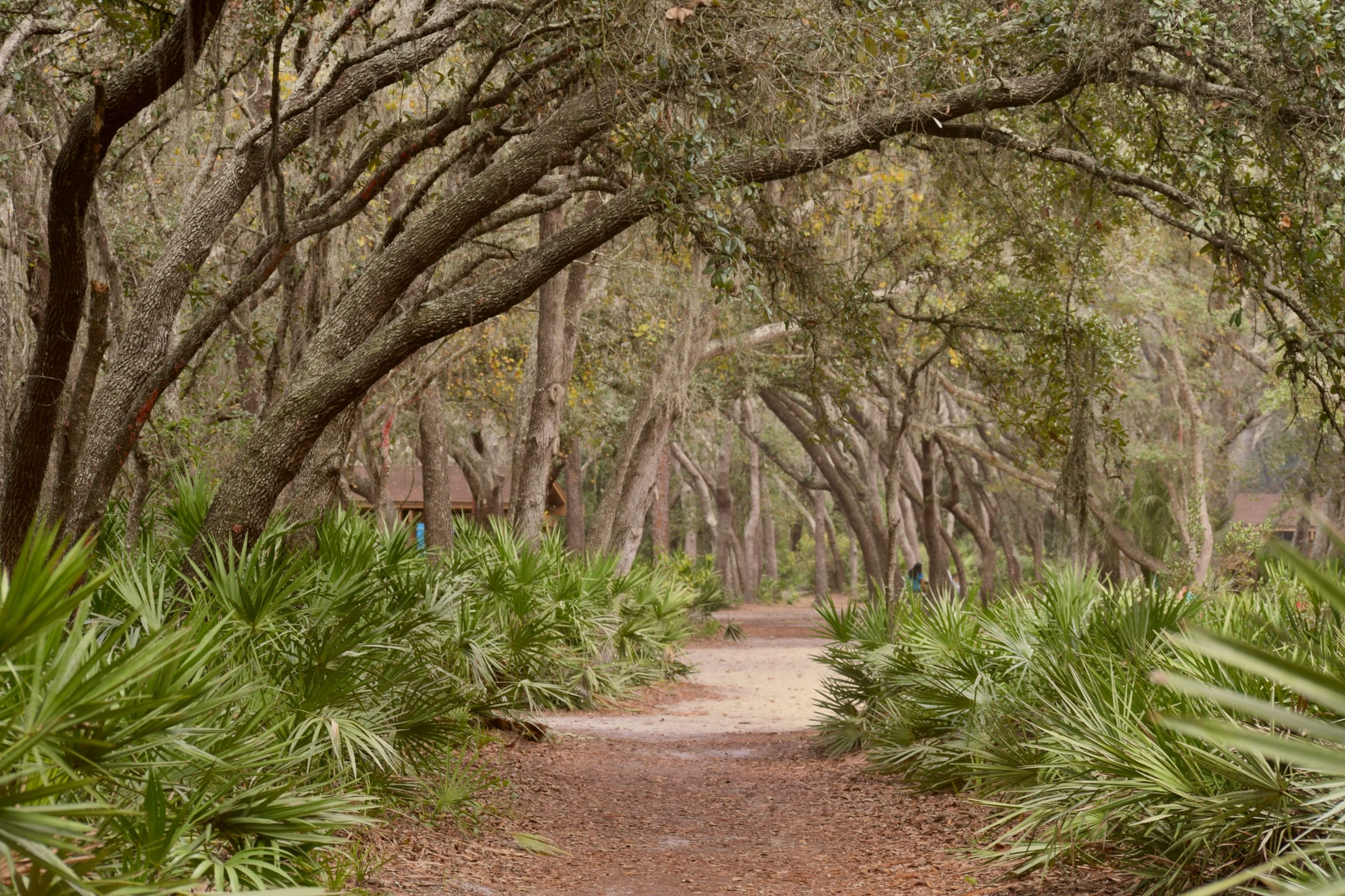 Peaceful walking trail beneath trees with Spanish moss